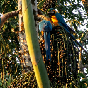 South Birding Perú 15d/14n